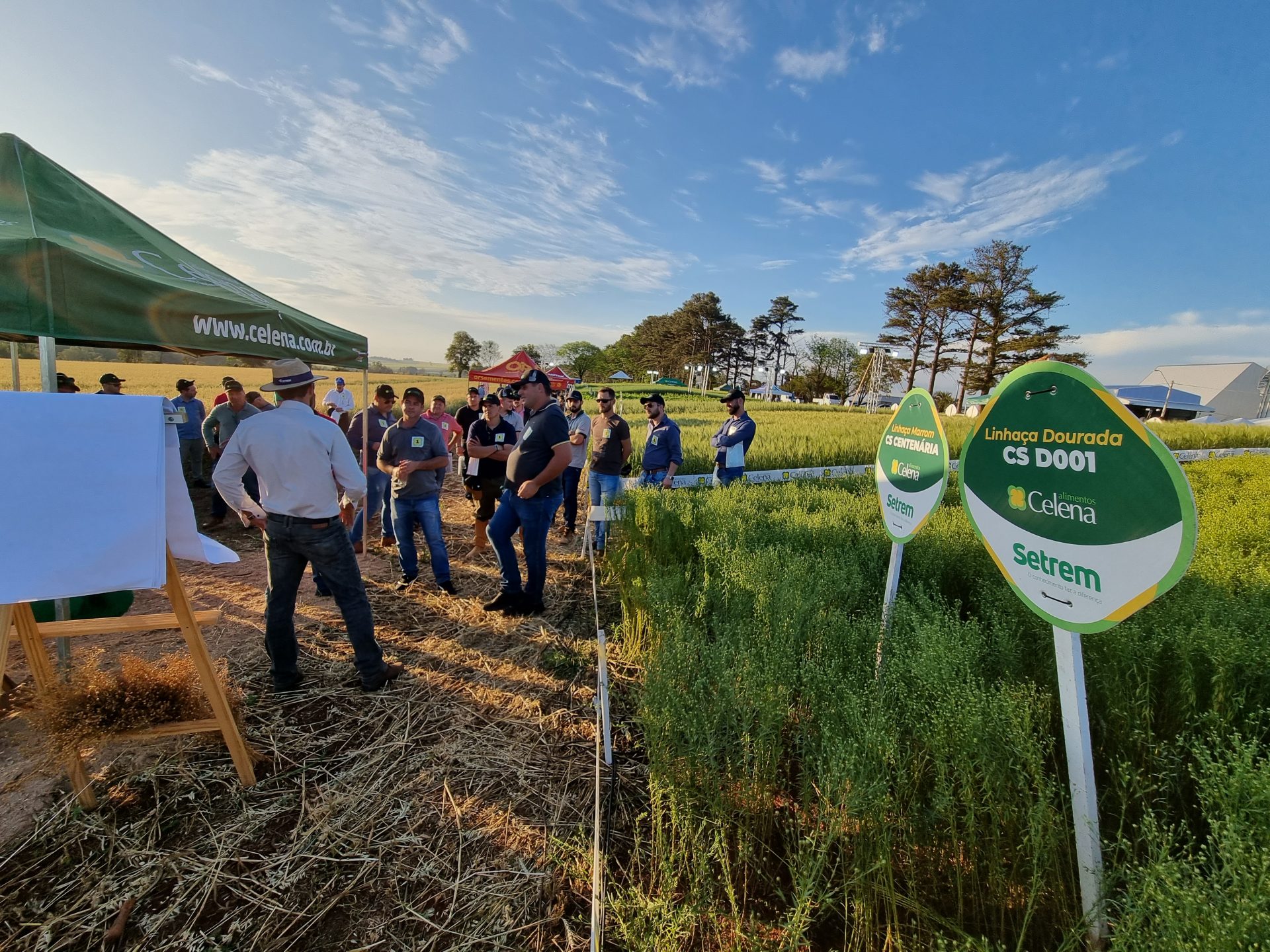 Setrem e Celena Alimentos lançam cultivares de linho