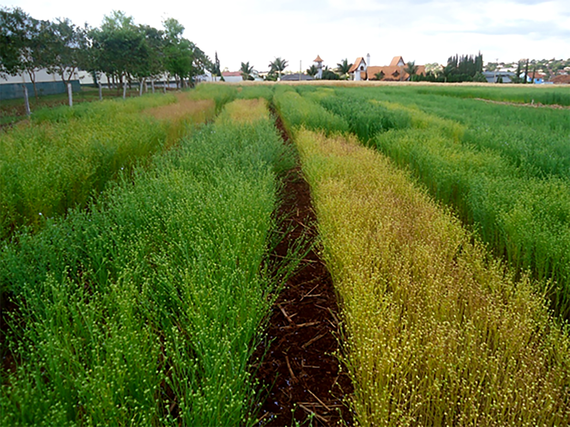 Setrem e Celena Alimentos firmam parceria para lançamento de cultivares de linho