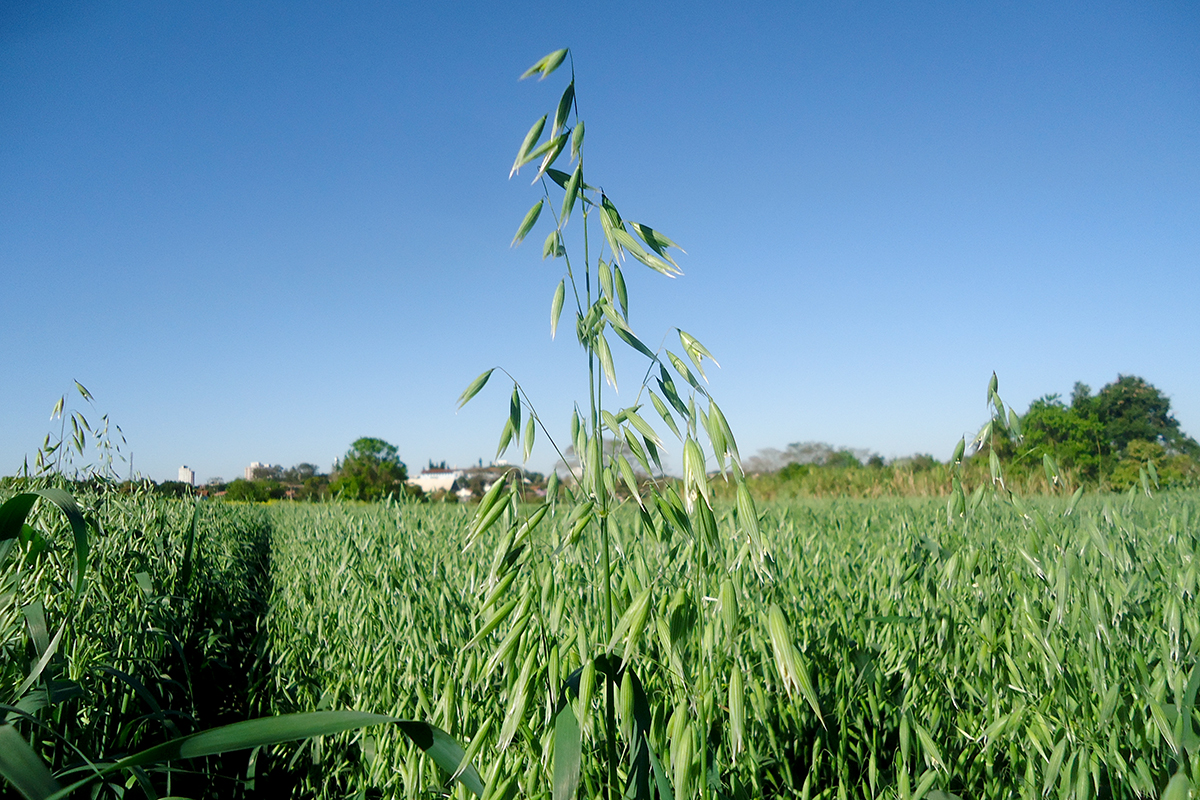 Faculdade de Agronomia e Dubai Alimentos firmam parceria técnica para pesquisas em aveia