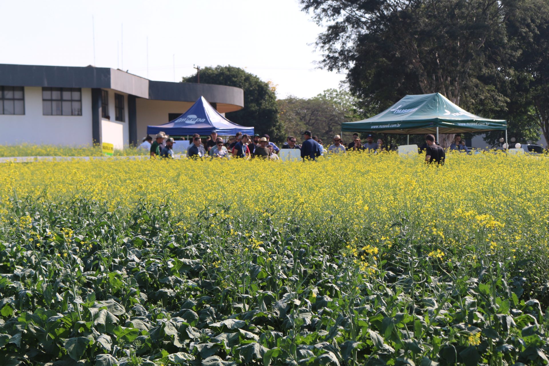 <strong>Setrem sedia o 2º Simpósio Latino Americano de Canola em parceira com a Abrascanola</strong>