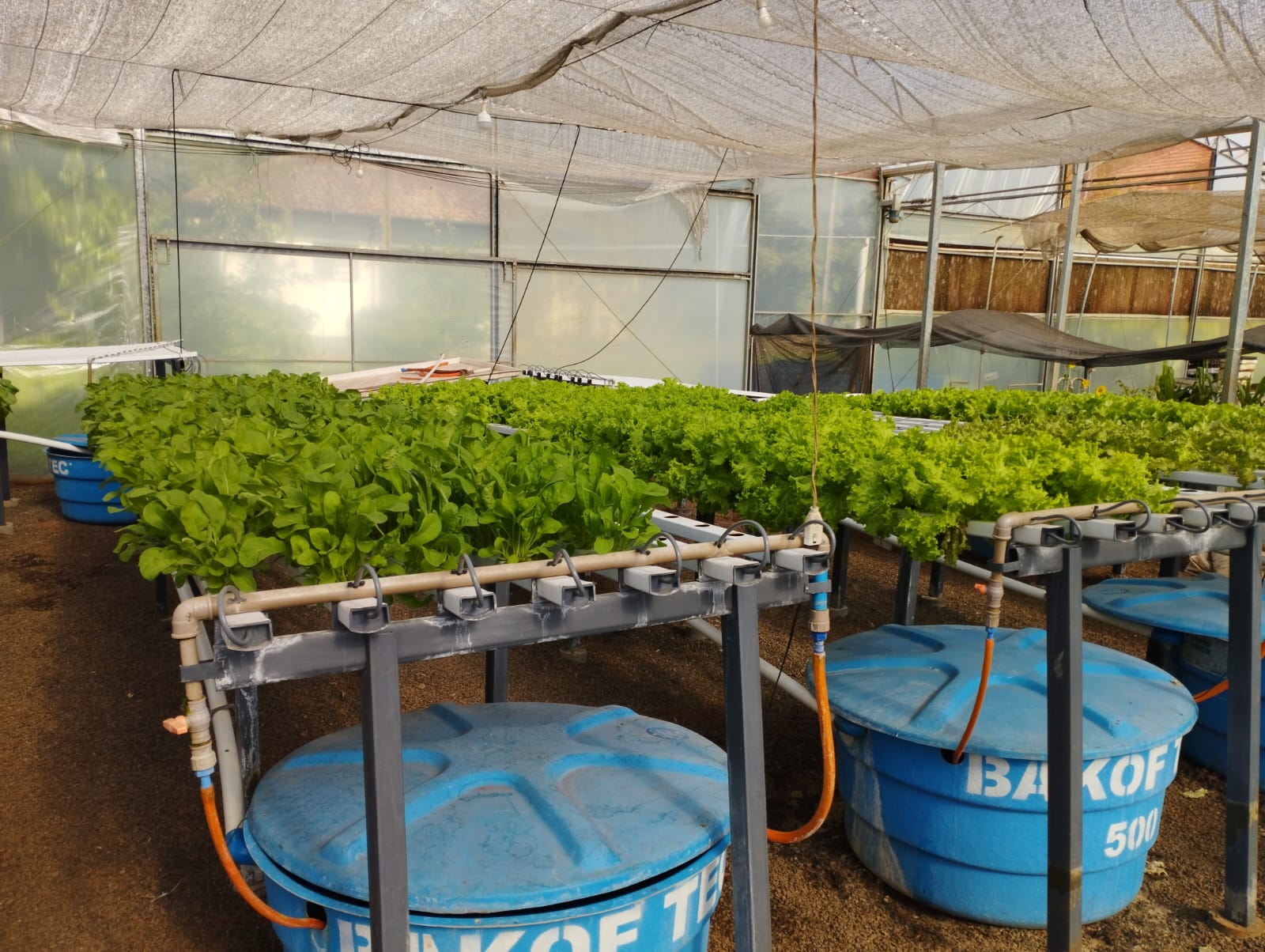 Hidroponia e a produção sustentável de hortaliças