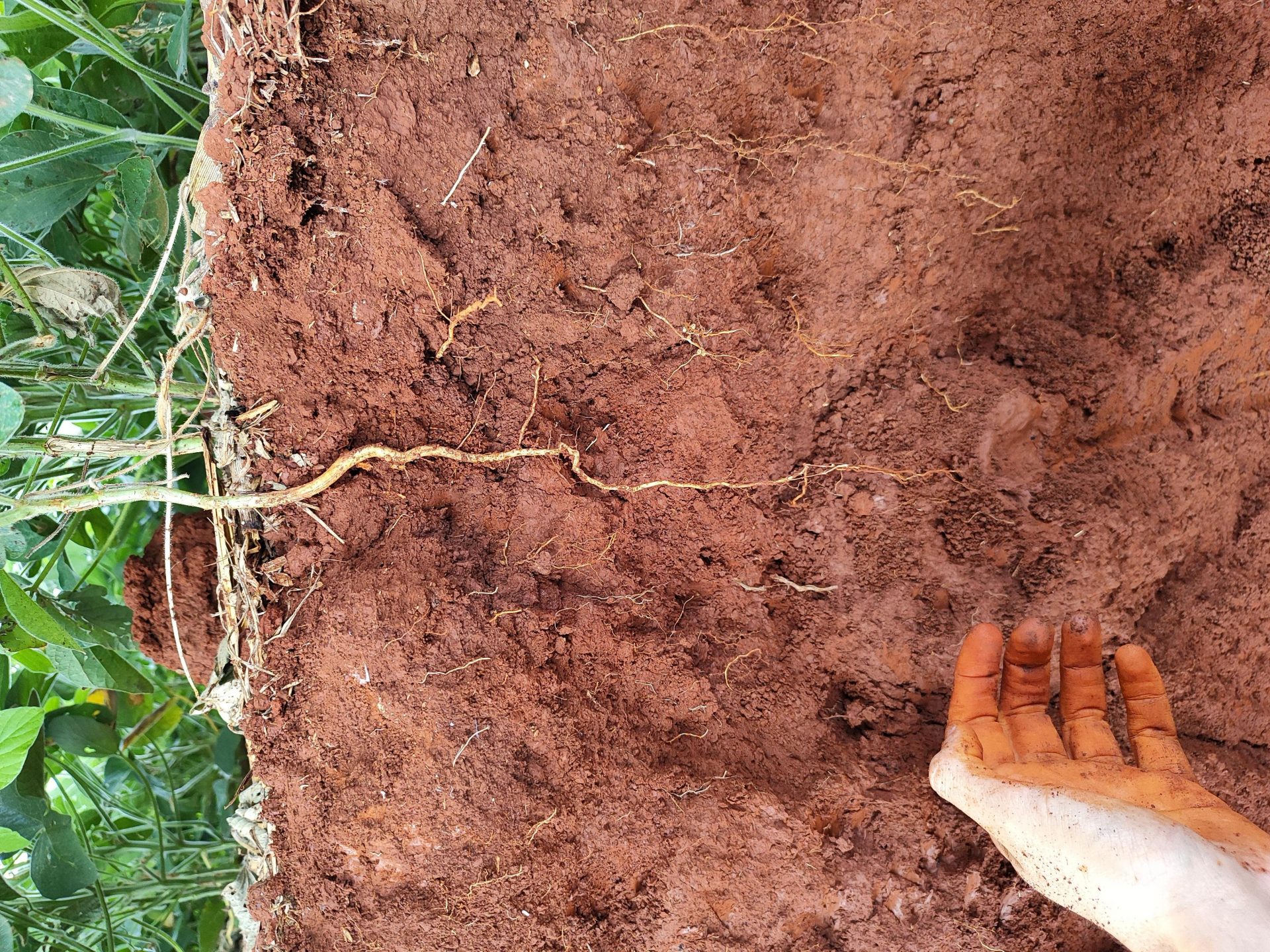 Setrem promove sustentabilidade no campo durante a Fenasoja 2024, em comemoração ao Dia Mundial do Solo